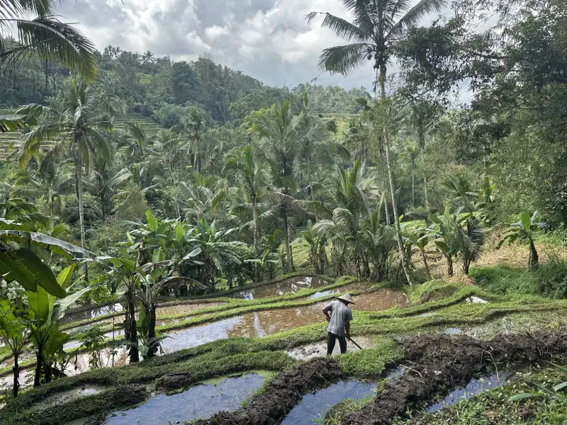 Un hombre de espaldas labra la tierra en una terraza de arroz, rodeado de más terrazas escalonadas llenar de agua y palmeras al fondo.
