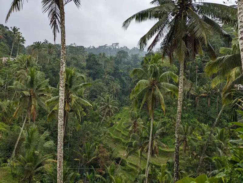 Vistas de la selva y los arrozales alrededor del templo Candi Gunung Kawi de Bali