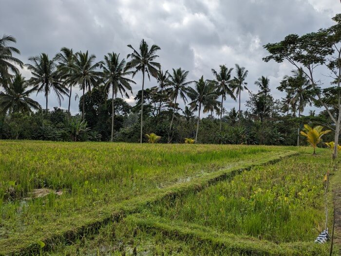 Disfrutando de las vistas de un campo de arroz con palmeras al fondo durante uno de nuestros paseos, una de las recomendaciones para viajar a Indonesia