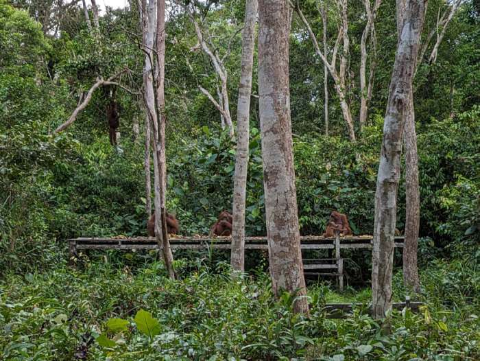 Varios orangutanes comiendo platanos en la plataforma de uno de los campamentos de Tanjung Puting