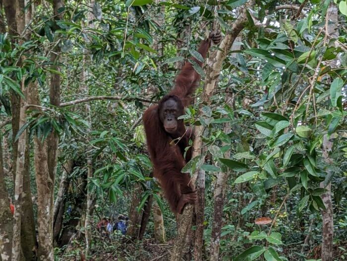 Orangutan subido a un arbol en el Parque Nacional de Tanjung Puting en Borneo