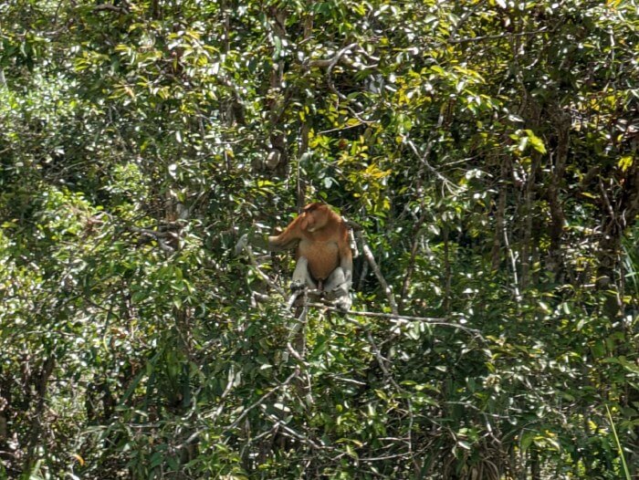 Mono narigudo entre los arboles que avistamos desde nuestro klotok de la excursion para ver orangutanes en Borneo
