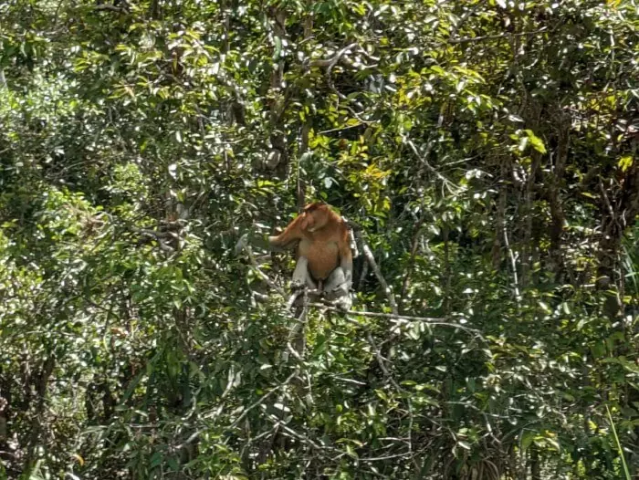 Mono narigudo entre los arboles que avistamos desde nuestro klotok de la excursion para ver orangutanes en Borneo