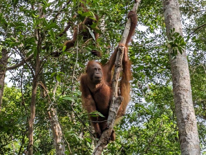 Hembra de orangutan adulto sujeto a un arbol de la selva de Tanjung Puting