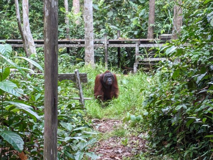 Orangutan macho adulto volviendo de la plataforma de alimentacion de uno de los campamentos