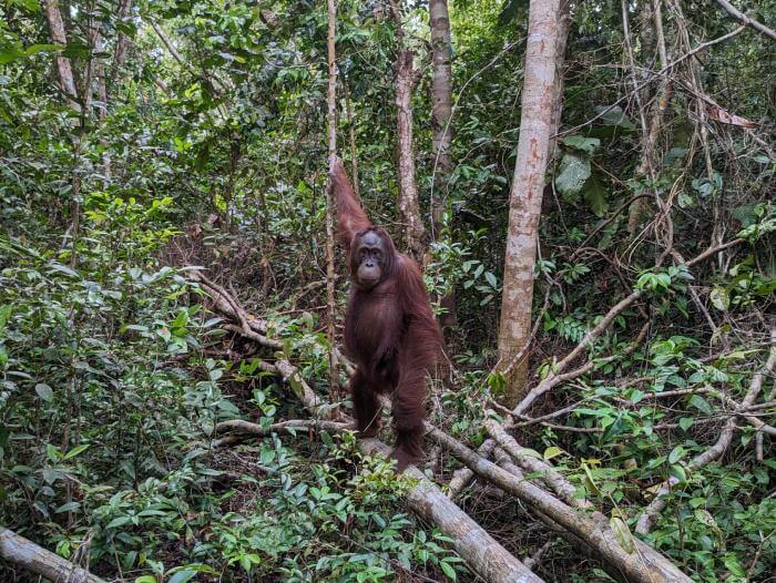 Orangutan erguido a ras de suelo contemplandonos