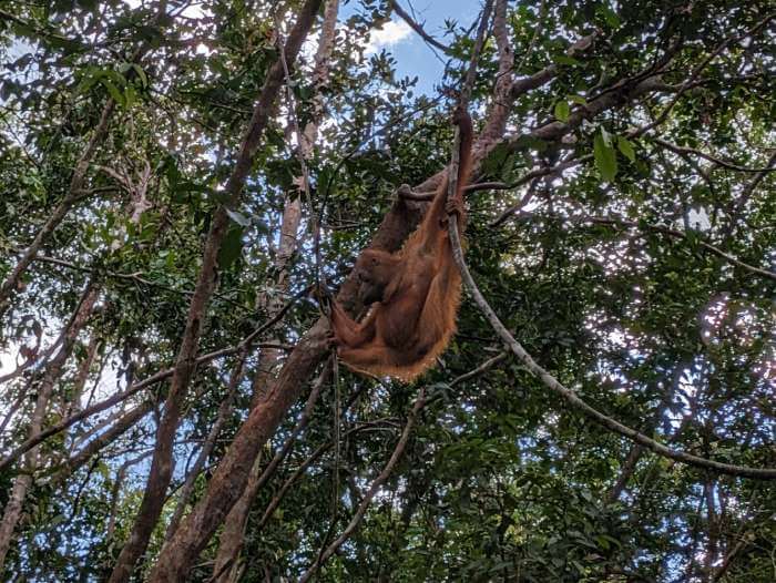 Vista desde abajo de nuestro primer orangutan en Borneo de camino al punto de alimentacion