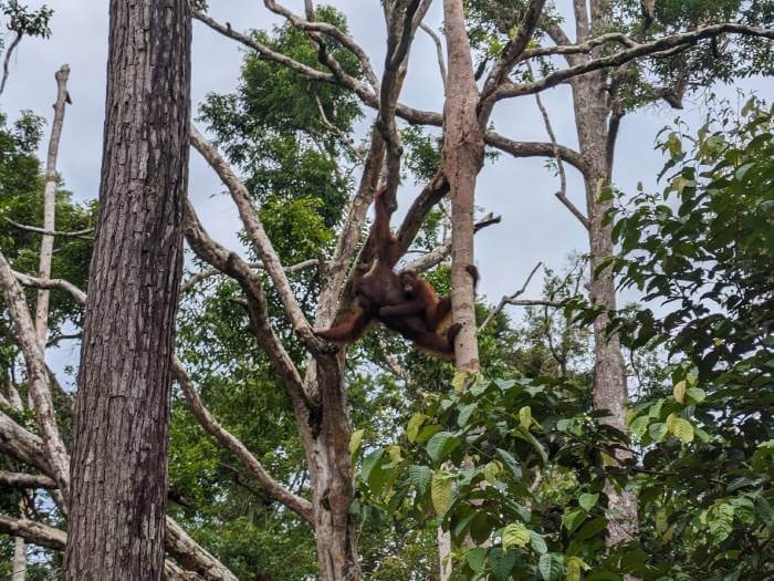Un orangutan con su cria abrazada moviendose entre las ramas de los arboles de Tanjung Puting