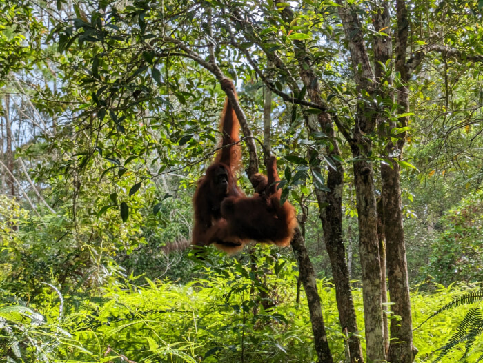 Orangutan y su cria jugando colgados de un arbol en el campamento Camp Leakey