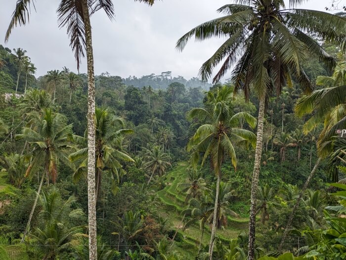 Vistas de la selva y los arrozales de Bali en nuestra ruta de 20 dias por Indonesia