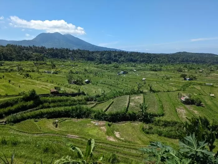 Vistas de las verdes terrazas de arroz en nuestro viaje a Indonesia por libre